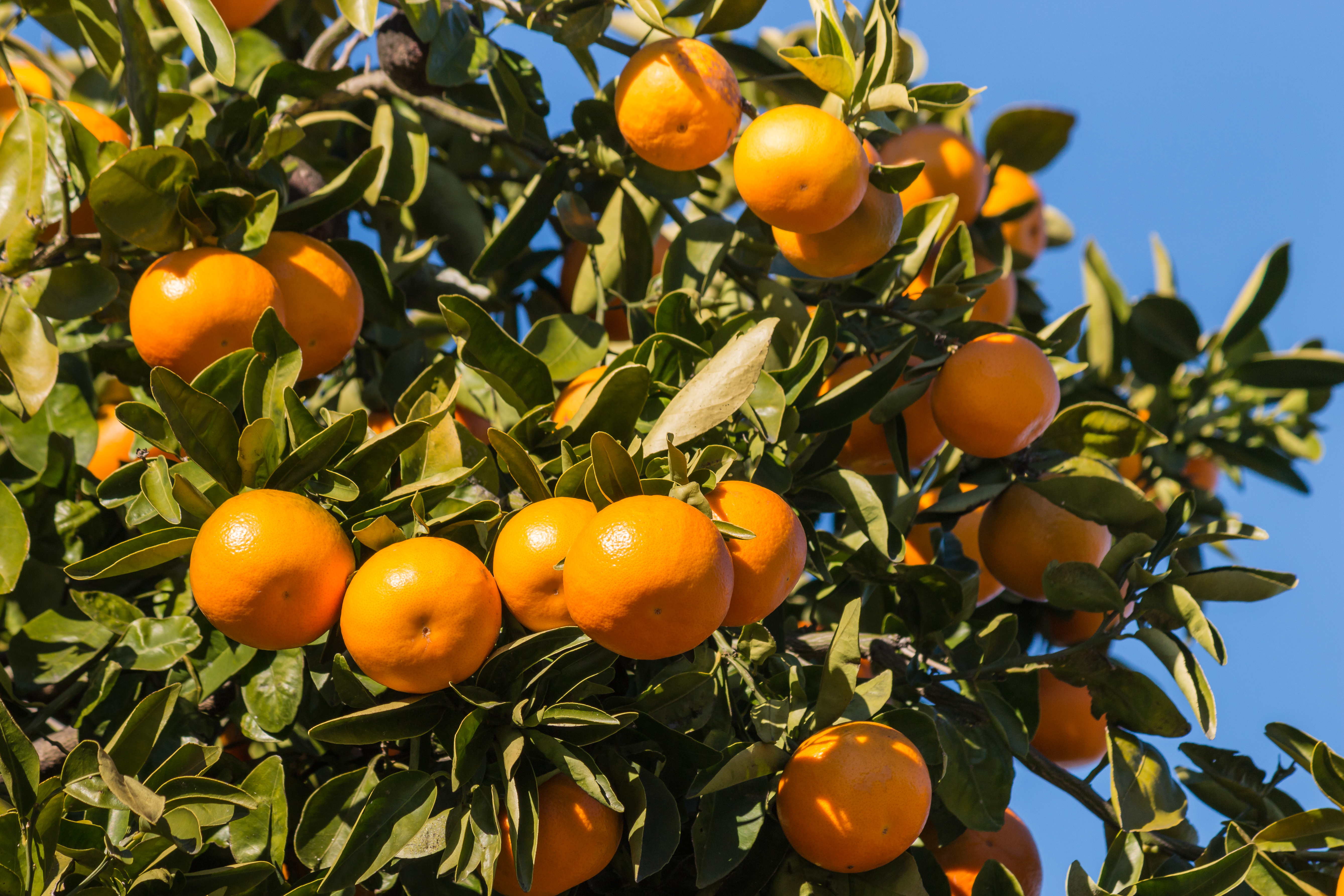 Tangerine trees and marmalade skies: мандарины, танжерины, клементины ~  Аромахимия