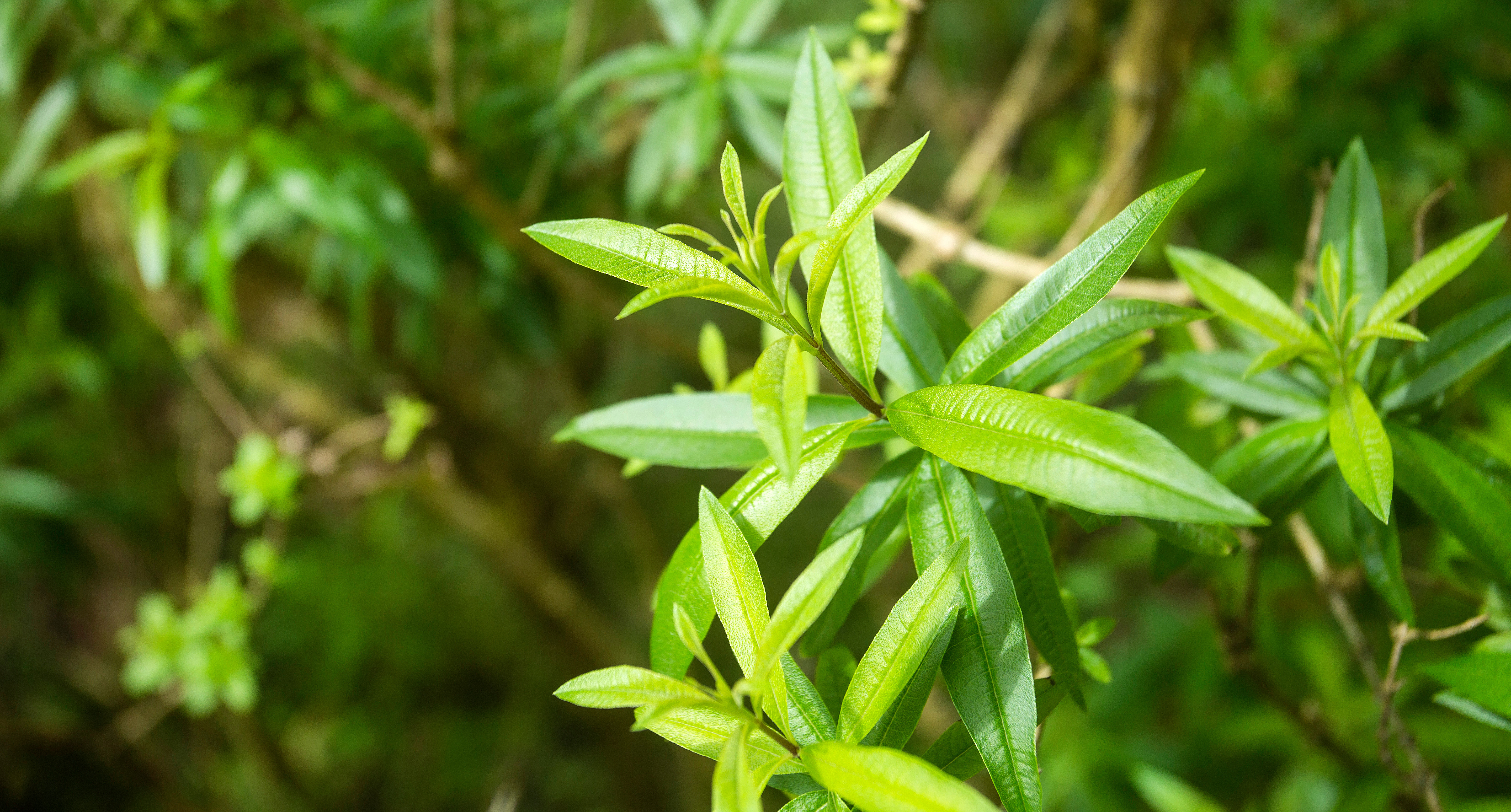 Verbena Vera, il nuovo profumo per la casa di Nicolaï