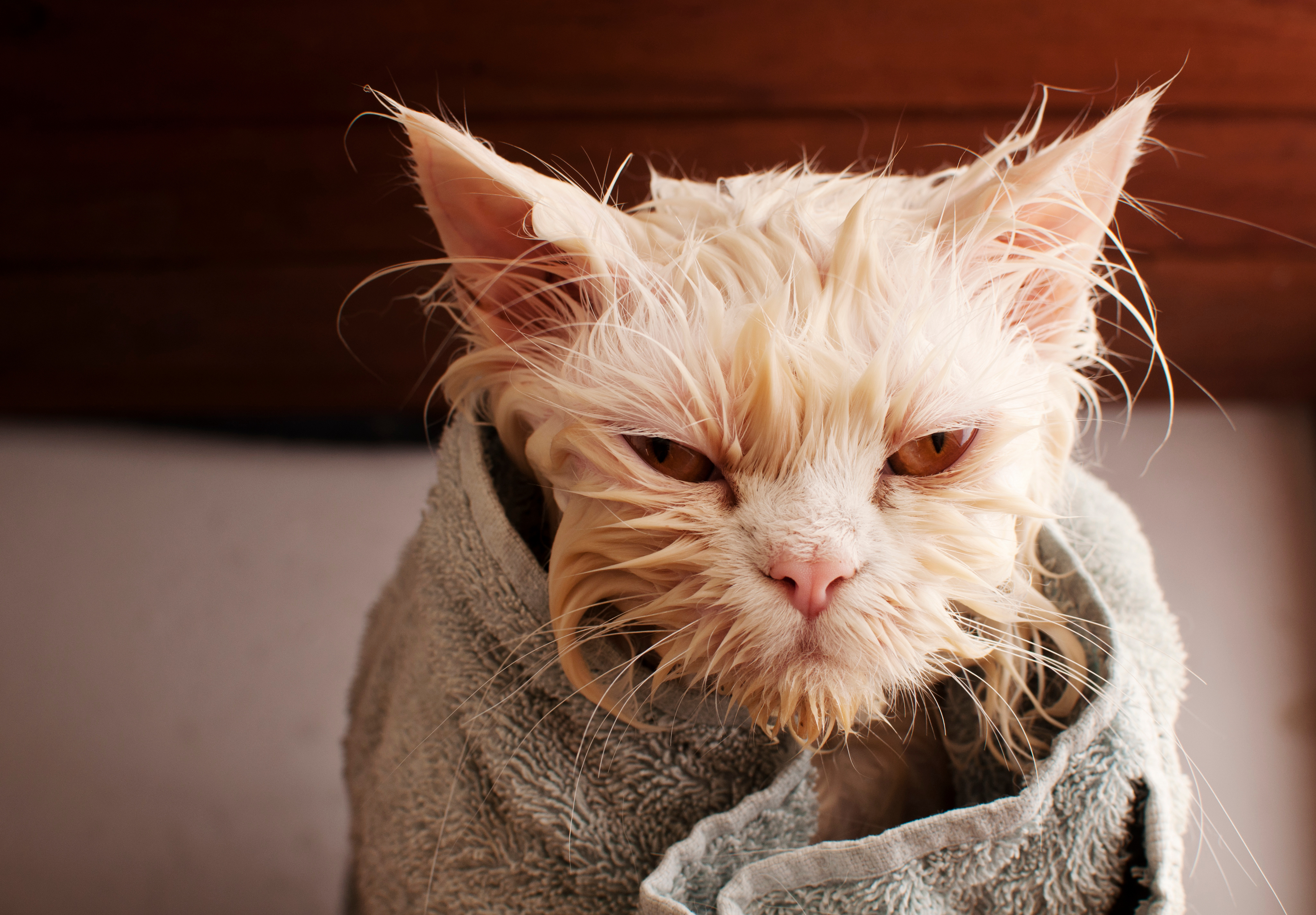 Кот после купания. Мокрая кошка. Смешные мокрые коты. Промокший кот. Смешной кот.