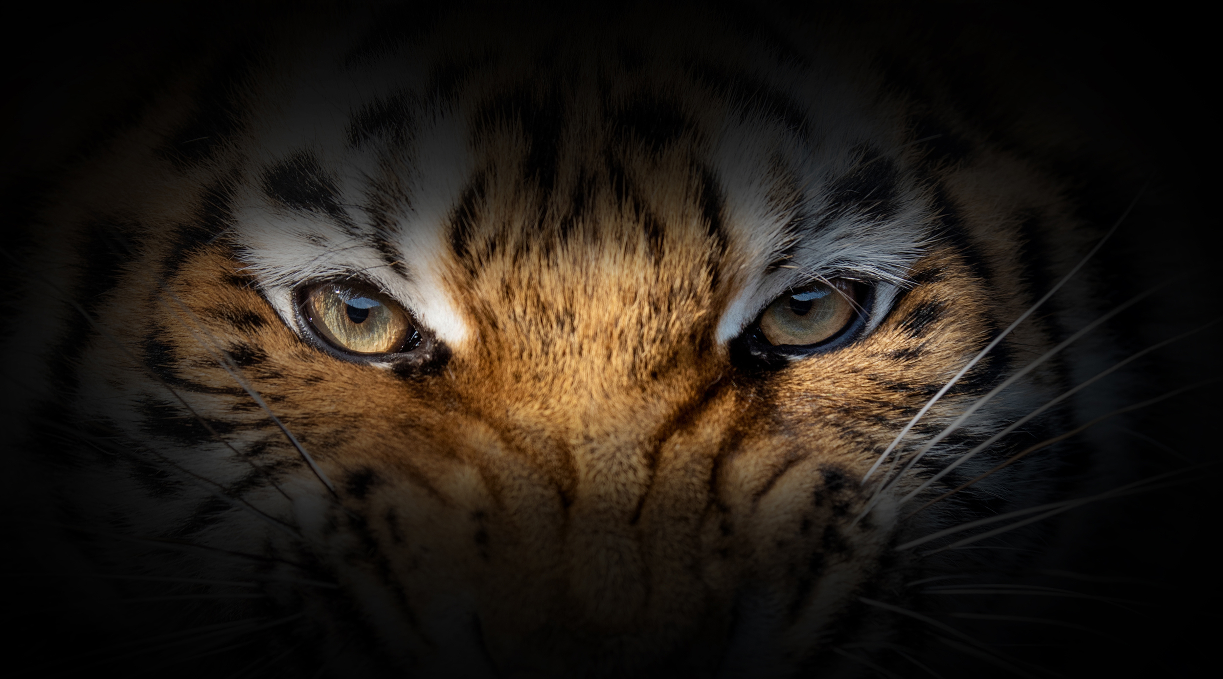 Образ тигра. Tiger Eyes. Zoologist-Perfumes/Tiger. Тайгер нова