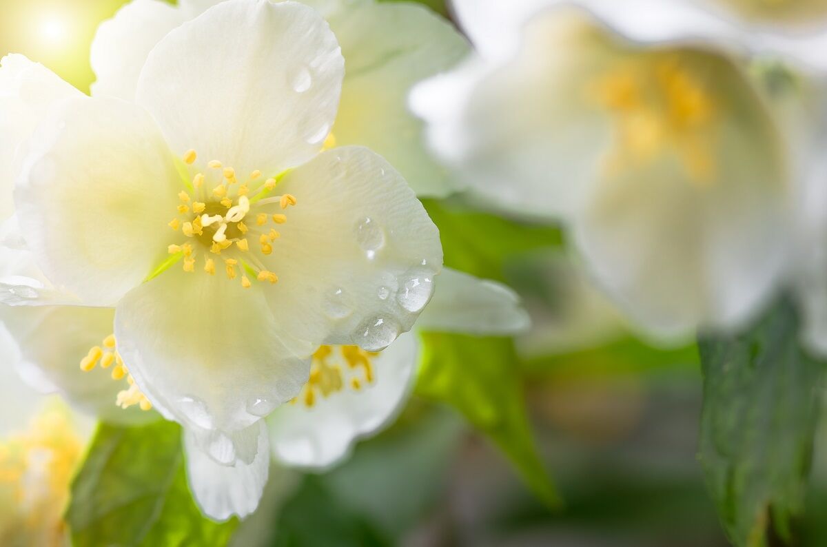 Два жасмина от Guerlain: Jasmin Bonheur и Jasmin Grandiflorum Extrait 30 ~  Обзоры ароматов