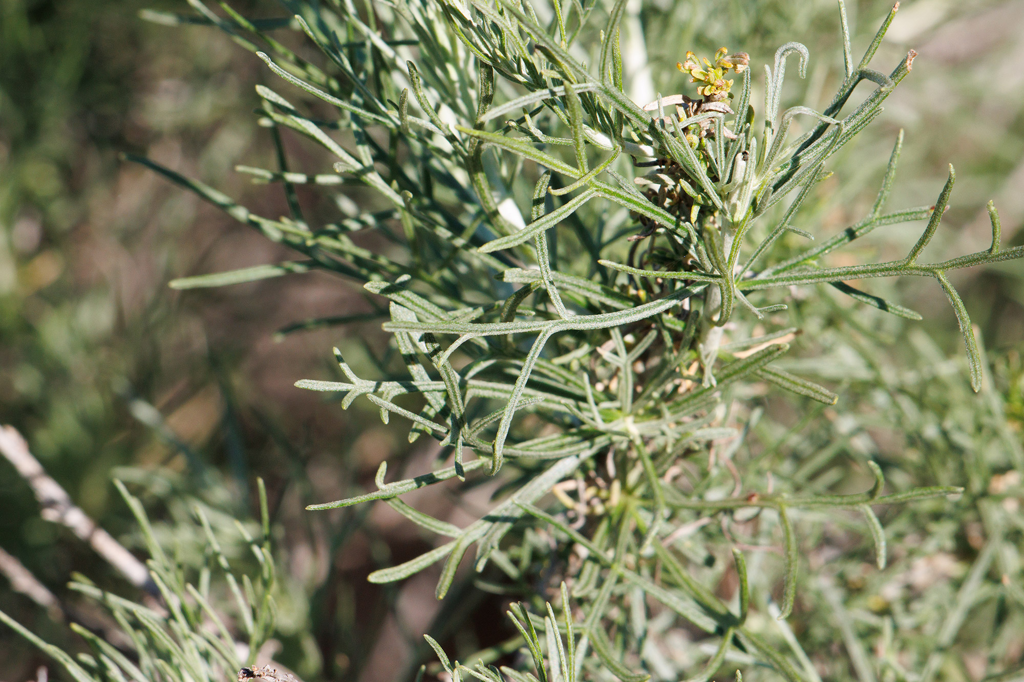 Profumi della California Meridionale: Salvia Bianca e Nera e Sagebrush  Californiano ~ Fragranze e Culture