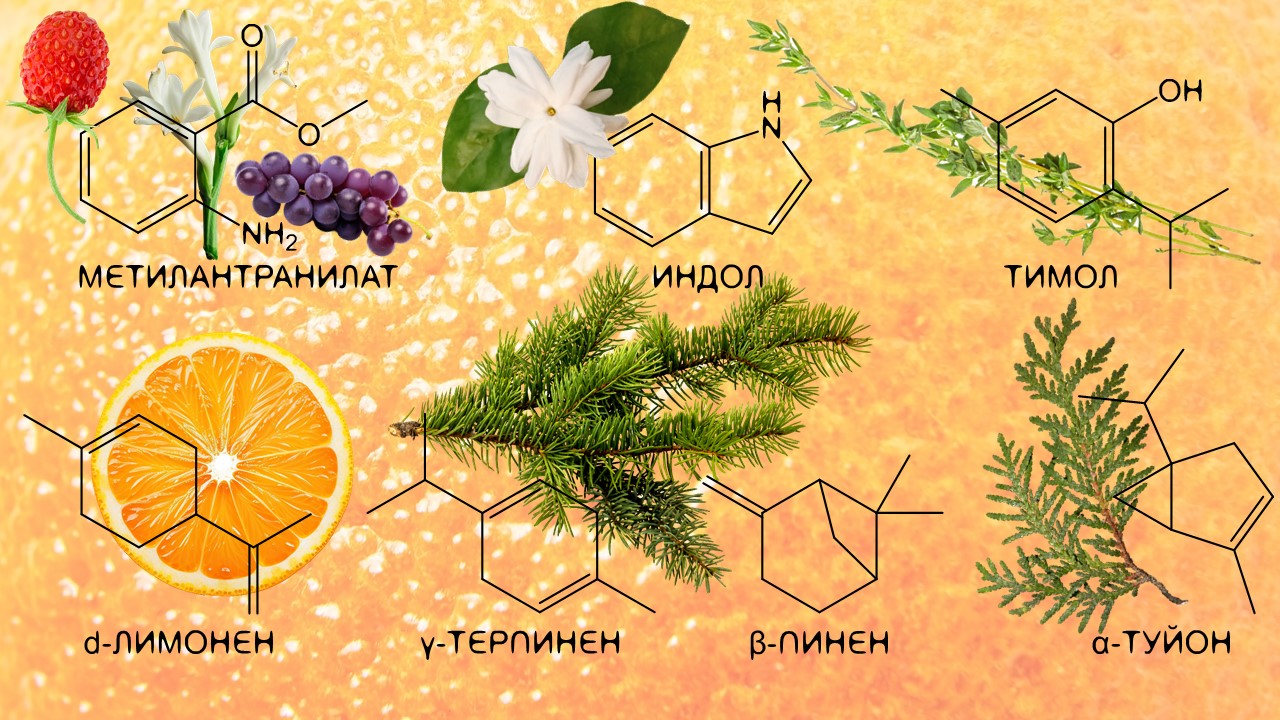 Tangerine trees and marmalade skies: мандарины, танжерины, клементины ~  Аромахимия