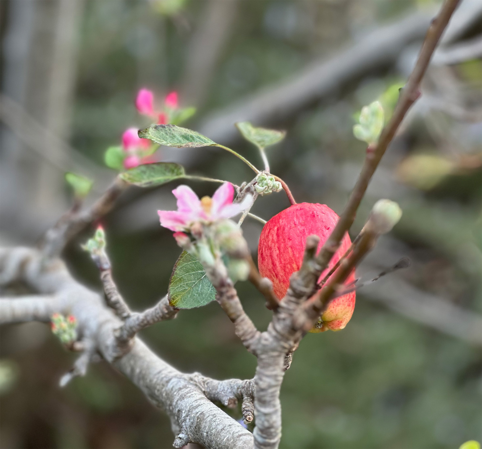 Profumi della California Meridionale: Salvia Bianca e Nera e Sagebrush  Californiano ~ Fragranze e Culture