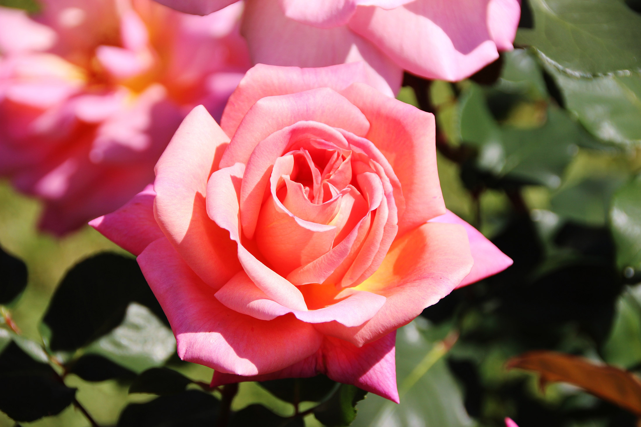 Le Nuove Rose di Santa Maria Novella ~ Recensioni Editoriali