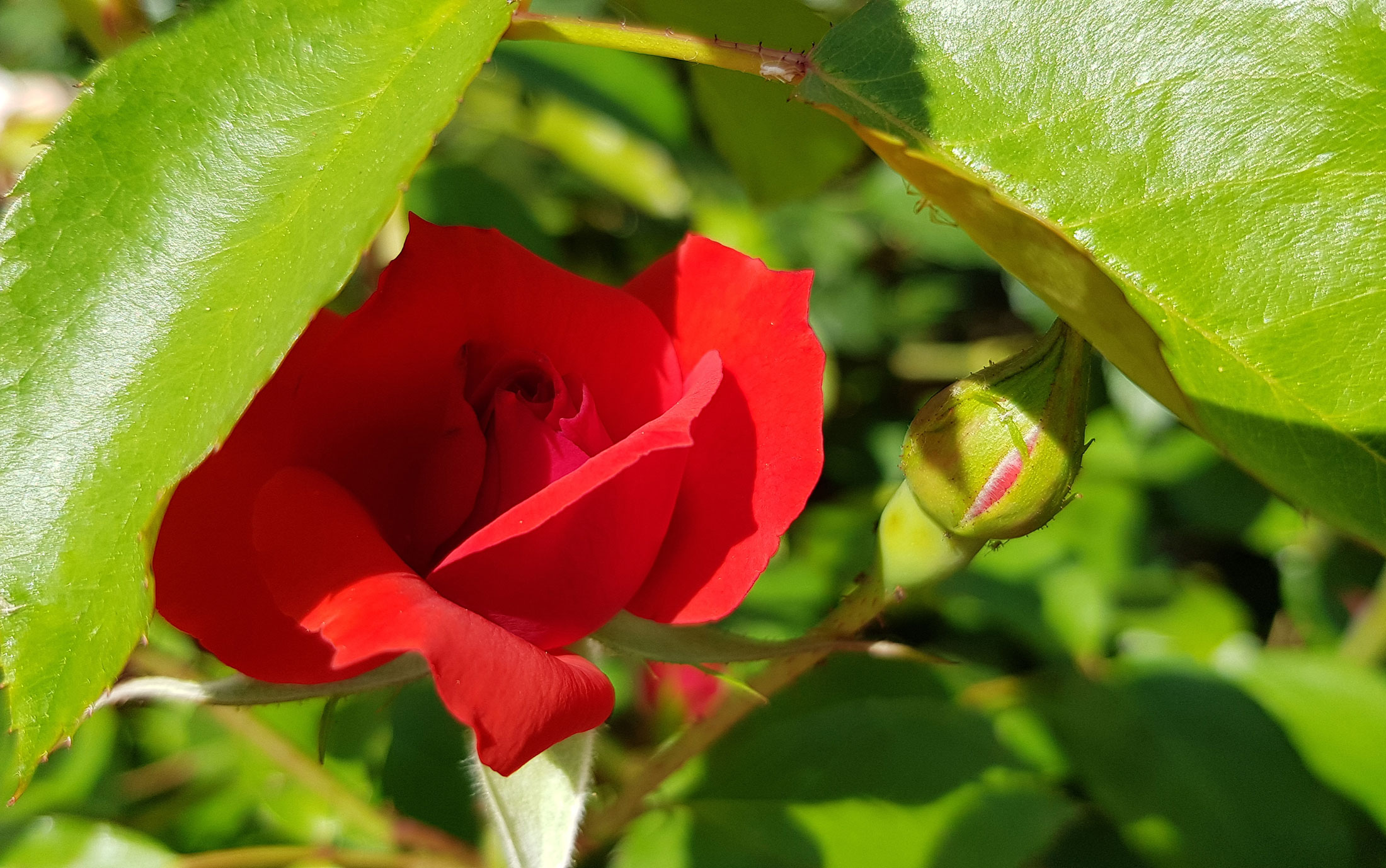 Tè di Petali di Rosa, Matrimoni, Tè alla Rosa, Fragrante