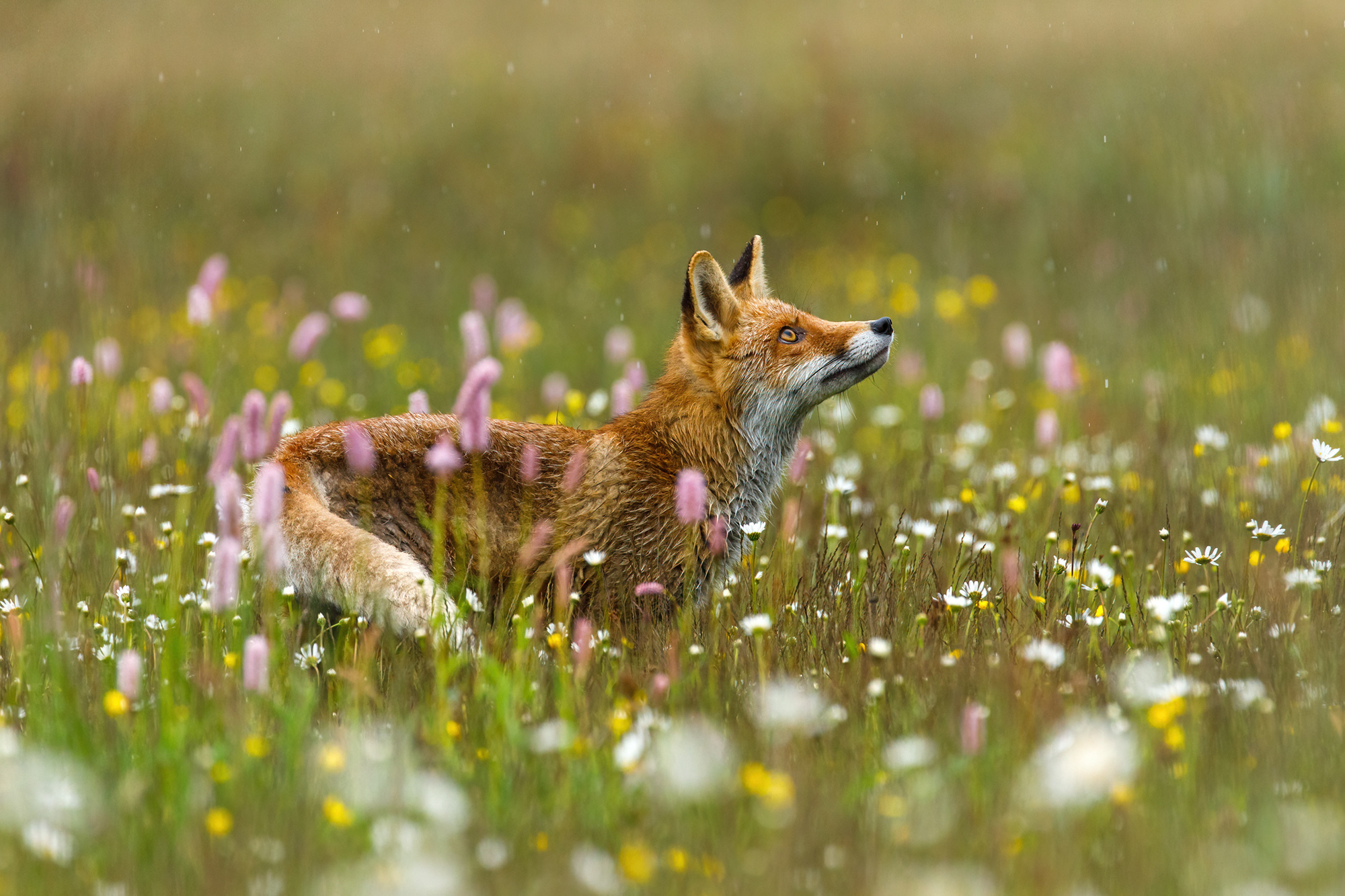 Fox in the Flowerbed: самый радостный альдегидно-цветочный аромат ~ Обзоры  ароматов