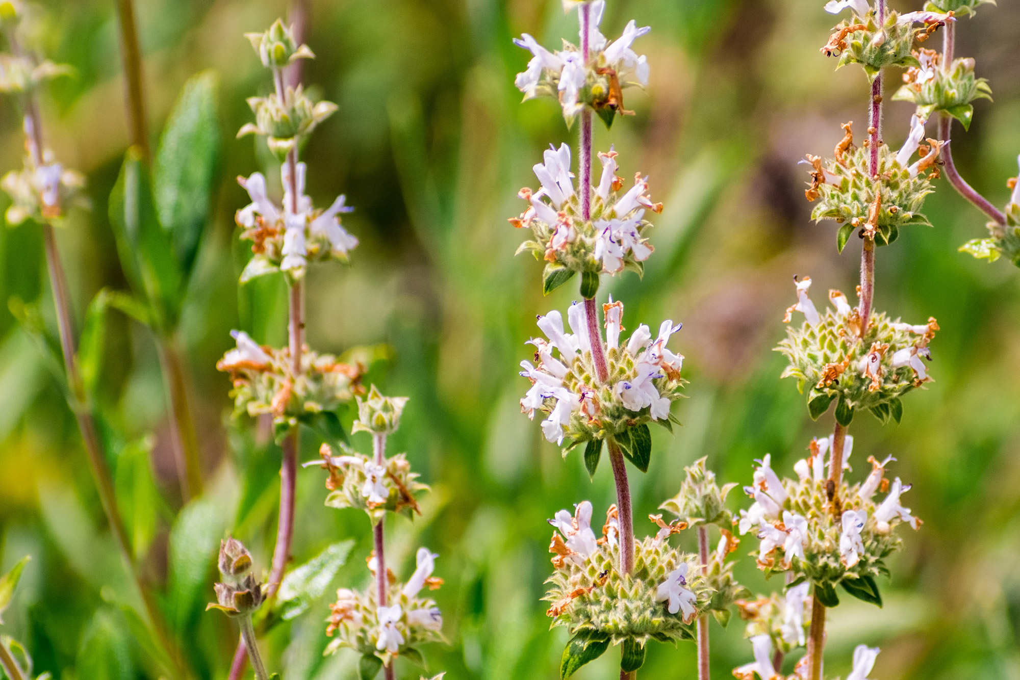 Profumi della California Meridionale: Salvia Bianca e Nera e Sagebrush  Californiano ~ Fragranze e Culture