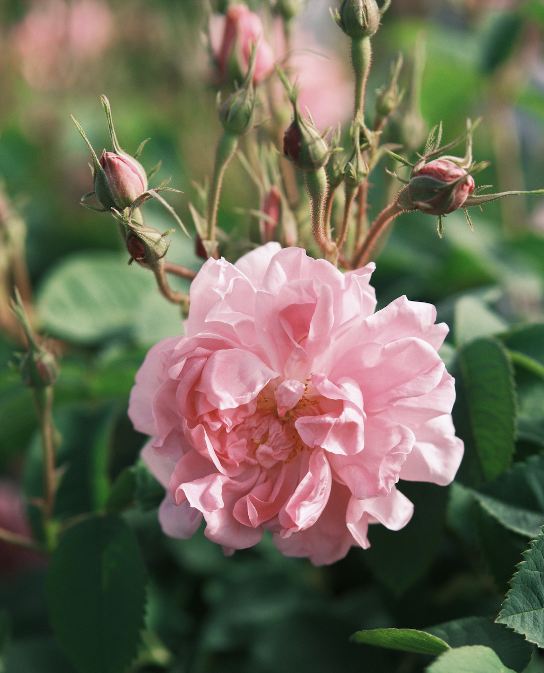 Rare is the Rose: الفيلم الوثائقي من إنتاج أمواج بمشاركة دومينيك روكيس ...