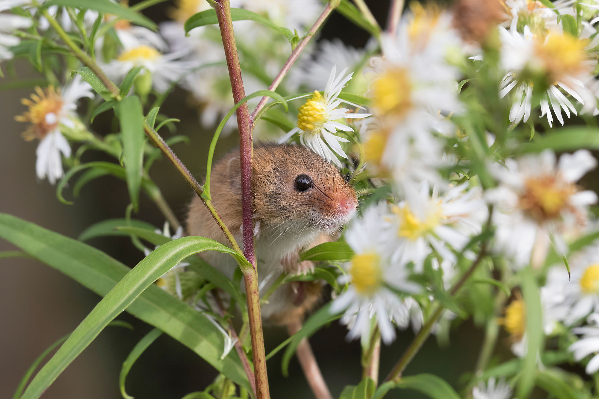 Обзор нового аромата от Zoologist, Harvest Mouse ~ Обзоры ароматов