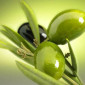 olivka-oliva