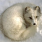полярная лисица