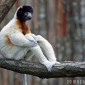 Lemur_blanc