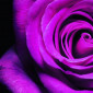 purple_rose