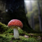 Fungi forest