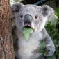 wild_koala