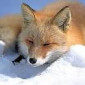 zhanna fox