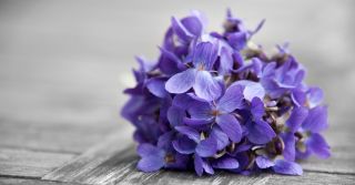 Le Jardin Retrouvé lanzó Violette Kew