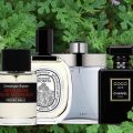 Душистые герани и их жизнь в парфюмерии