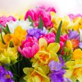 Brocard Amazing Garden: "Весна!" — читаешь в каждом взоре