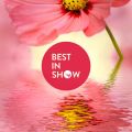 Best in Show: ароматы цветов, которые не пахнут (2023)