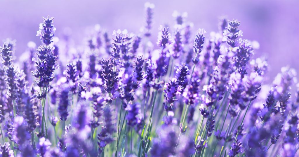 lavender
