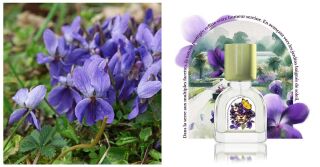 Violette Kew Le Jardin Retrouve: смелая фиалка 