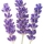 lavanda