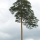 Scots pine variant