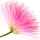 Kwiat albicji
