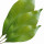 Clove Leaf