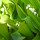 Lily Of the Valley Leaves