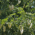 Coffee Tree Gymnocladus Dioicus