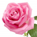 Elixirs of Love First Date of Turkish Rose Eau de Parfum 50 ml 6