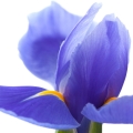 السوسن Iris