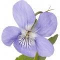 Violette Viola odorata