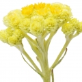 دهب الشمس Helichrysum angustifolium