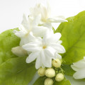 Artistique Magnolia en Fleurs Eau de Parfum 50 ml 5