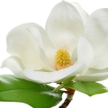 Artistique Magnolia en Fleurs Eau de Parfum 50 ml 4