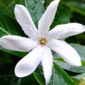 Tiare flower Gardenia tahitensis (Rubiaceae)
