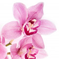 Avon Pack Rare Flowers Night Orchid 5