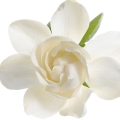 Artistique Magnolia en Fleurs Eau de Parfum 50 ml 6