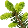 Balsam fir Genus Abies, family Pinaceae
