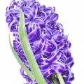 الصفير Hyacinthus orientalis