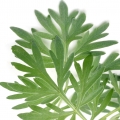 Absinthe plant Artemisia Absinthium