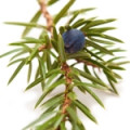 Cade oil juniperus oxycedrus l. tar oil