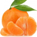 الكلامنتين Citrus clementina
