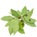Pimento Leaf