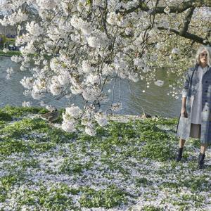 burberry cherry blossom