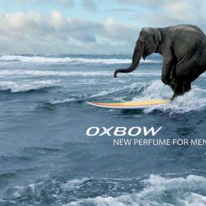 OXBOW Mangime Premium Per Cavie Adulte - Con Fieno Di Fleolo, 11.3kg - Foto 2